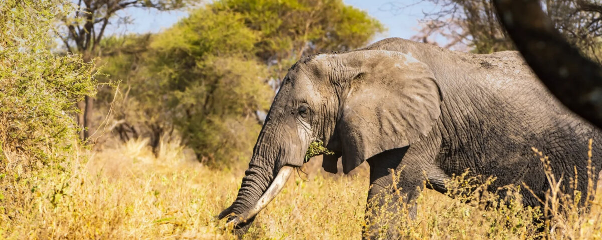 What Is Tarangire National Park Famous For