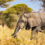What Is Tarangire National Park Famous For