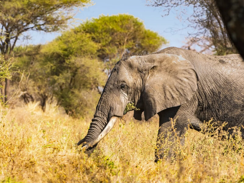 What Is Tarangire National Park Famous For