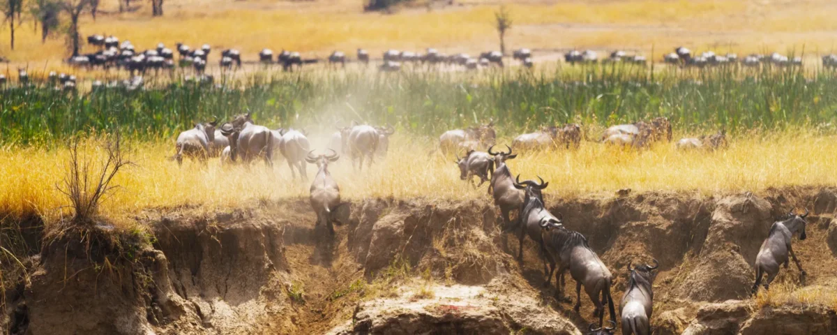 Which Animals Migrate in Serengeti