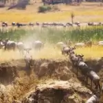 Which Animals Migrate in Serengeti