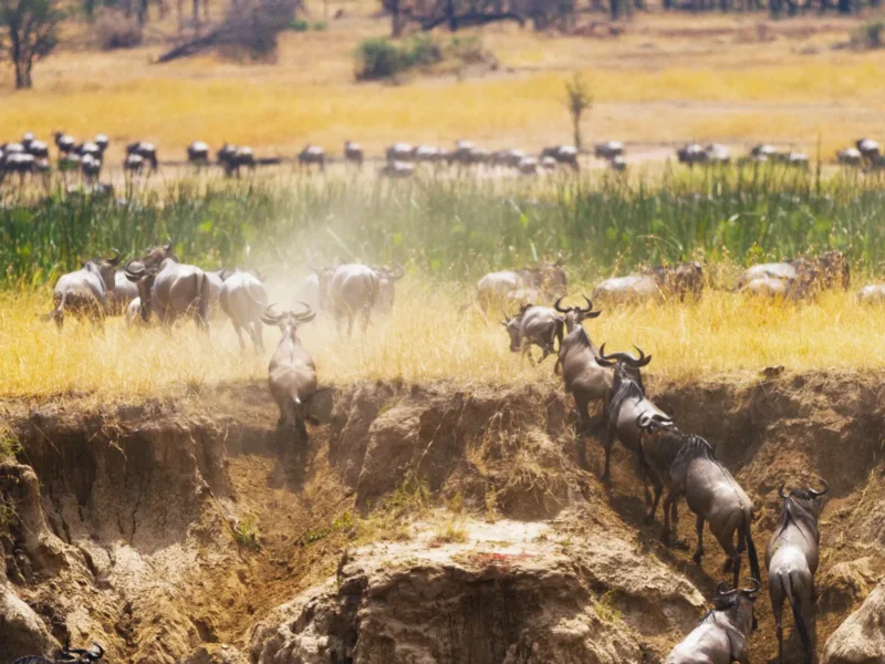 Which Animals Migrate in Serengeti