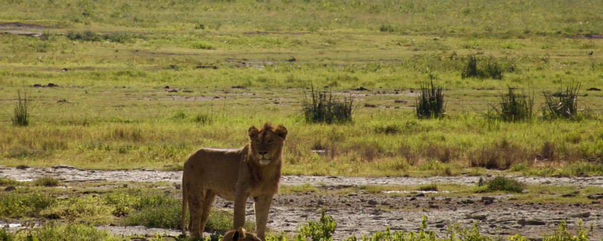 What Is the Best Time for Wildlife Viewing in Tanzania