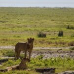 What Is the Best Time for Wildlife Viewing in Tanzania