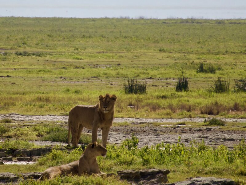What Is the Best Time for Wildlife Viewing in Tanzania