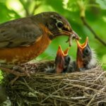 Burundi Bird Watching Tours
