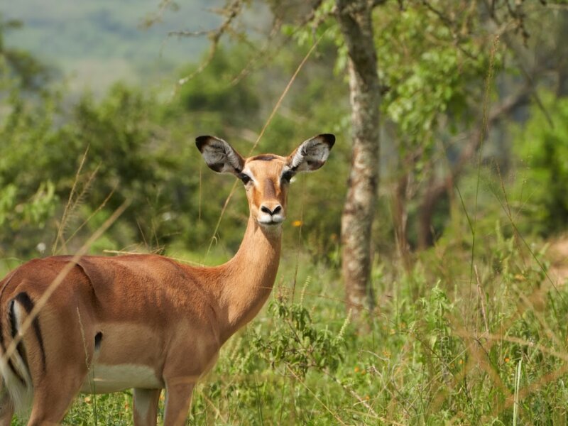 Burundi Photography Tours