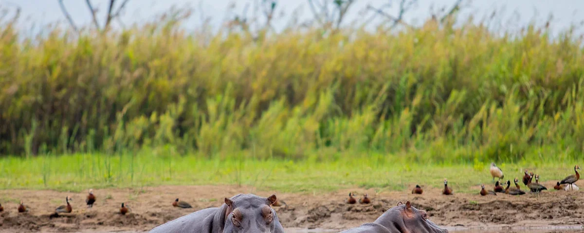 Burundi Wildlife Safaris