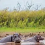 Burundi Wildlife Safaris