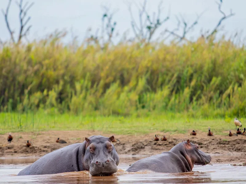 Burundi Wildlife Safaris