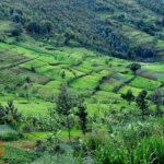 Bururi Forest Nature Reserve