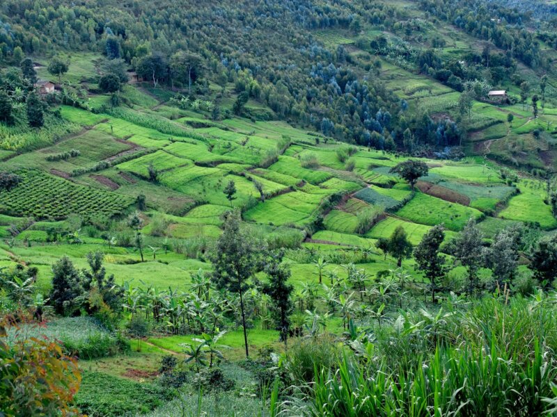 Bururi Forest Nature Reserve