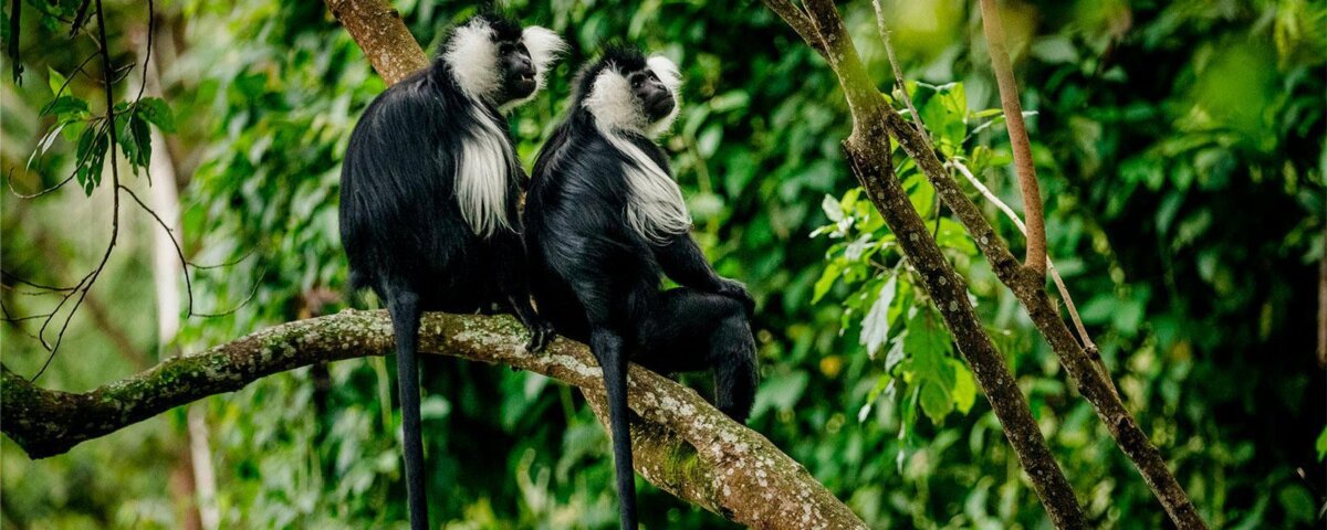 Kibira National Park