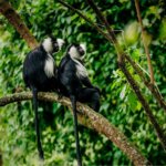 Kibira National Park