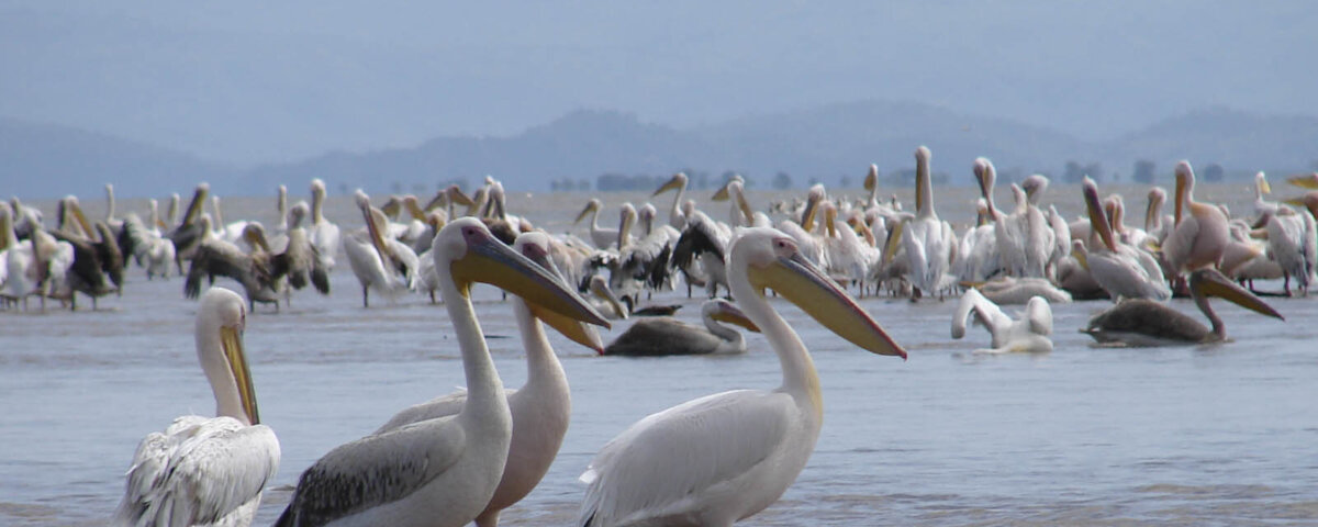 Lake Rwihinda Nature Reserve
