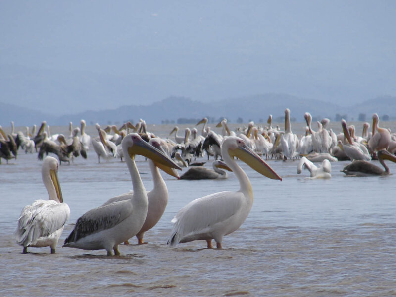 Lake Rwihinda Nature Reserve