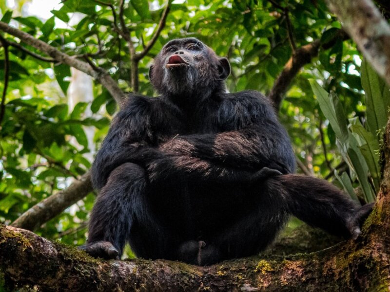 Ruvubu National Park