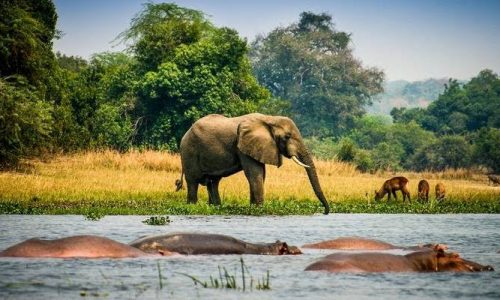 10 Days Big 5 Safari to Murchison Falls