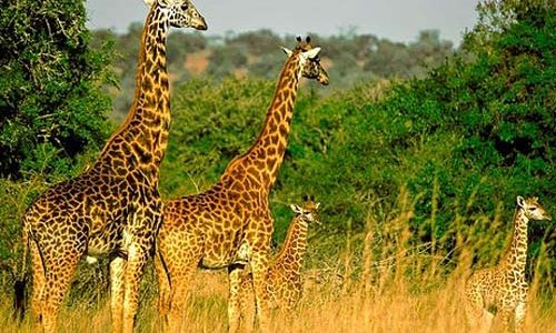 10 Days Classic Rwanda Safari