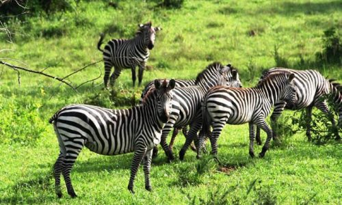 11 Day Uganda Wildlife and Gorilla Trekking Safari