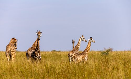 11 Days Best of Uganda Safari