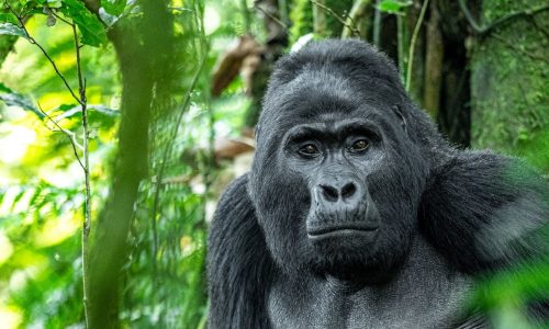 3 Day Rwanda Gorilla Exclusive Trek Safari-Giant-Holiday-Safaris