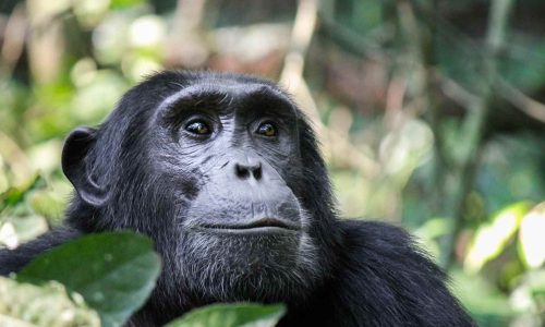 3 Days Nyungwe Forest Chimpanzee Tour Rwanda