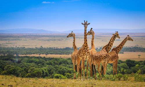 Kenya Wildlife Adventure Safari