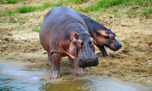 4 Day Lake Mburo National Park & Lake Bunyonyi Safari, Uganda