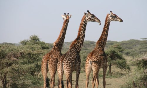 5 Day Tanzania Comfort Wildlife Safari