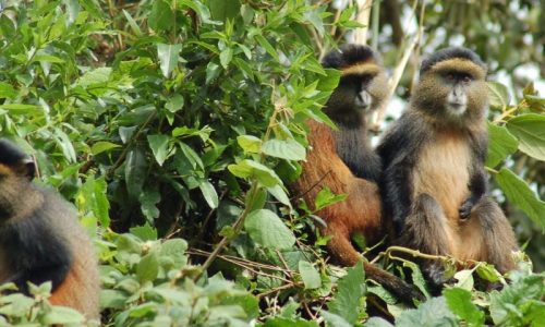 Rwanda Gorillas and Golden Monkeys