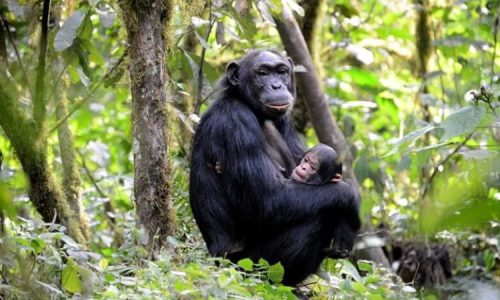 5 Days Uganda Safari Gorilla Trekking and Chimpanzee Trekking Adventure