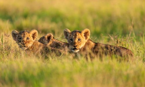 6 Day Private Kenya Big Five Safari