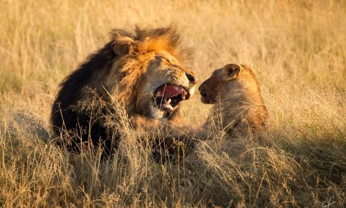 6 Day Roaring Kenya Mid-Range Safari