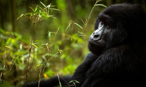 Bwindi Gorilla Trekking Tour