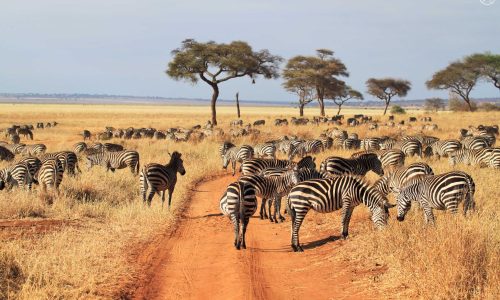 7 Day Tanzania Wildlife Wonders Experience Tour