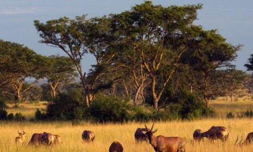 Giant Holiday Safaris