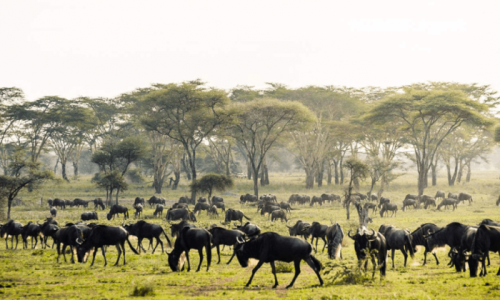 8 Day Tanzania Northern Circuit Safari