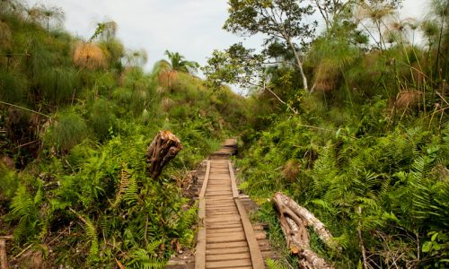 Chimpanzee Tracking & Bigodi Wetland Sanctuary