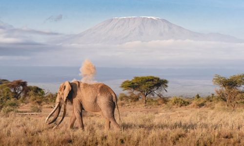 Tanzania Wildlife Experience Tour