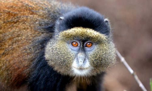 Golden Monkey Habituation Safari Uganda