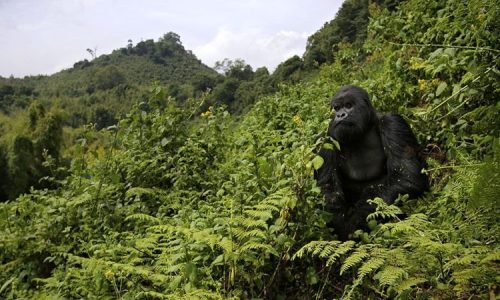 Gorilla Trek in Volcanoes National Park