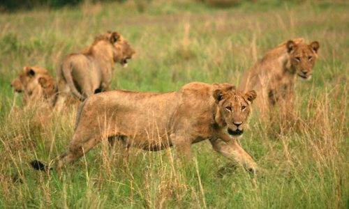 Lion Tracking in Queen