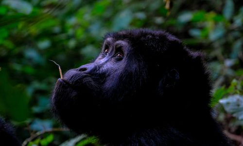 Bwindi Gorilla Trekking Tour