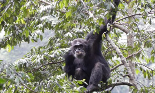 3 Days Nyungwe Forest Chimpanzee Tour Rwanda