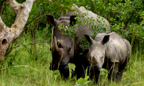 Rhino-tracking-Uganda-Ziwa Rhino Sanctuary-Giant-Holiday-Safaris-Vacation