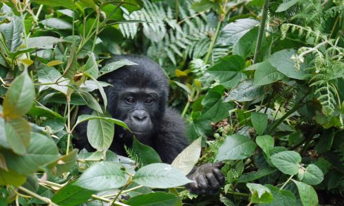 3 Day Rwanda Gorilla Exclusive Trek Safari