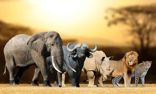 The-Big-Five-Africa-Giant-Holiday-Safaris