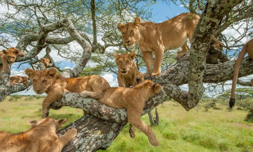 Tree-Climbing Lions in Ishasha