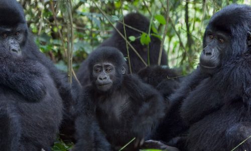 gorillas-uganda-Giant-Holiday-Safaris